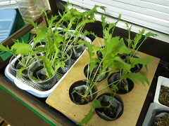 Resize of 088_20140617_thumb.png